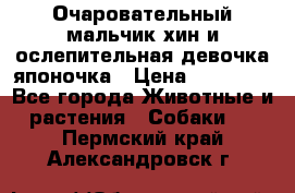 Очаровательный мальчик хин и ослепительная девочка японочка › Цена ­ 16 000 - Все города Животные и растения » Собаки   . Пермский край,Александровск г.